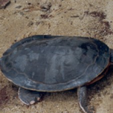 Geoffroy's Toadhead Turtle