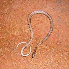 Keeled Sepia Snake