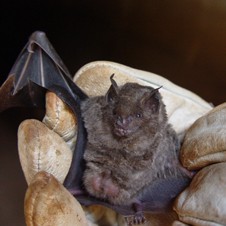 Seba´s Short-Tailed Bat
