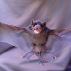 Velvety Free-Tailed Bat