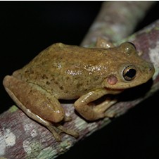 Hay´s Snouted Treefrog