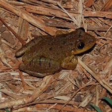 Fuscous-Blotched Treefrog