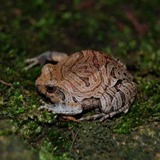 Cuyaba Dwarf Frog