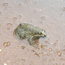 Pointedbelly Frog
