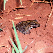 Lineated Frog