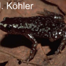White-Spotted Humming Treefrog