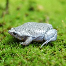 Common Oval Frog