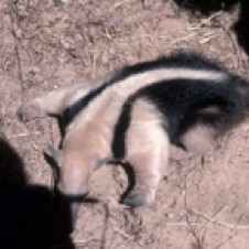 Collared Anteater