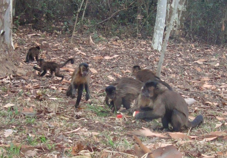 File:Macaco-prego no Parque Ecológico Itapemirim.jpg - Wikimedia
