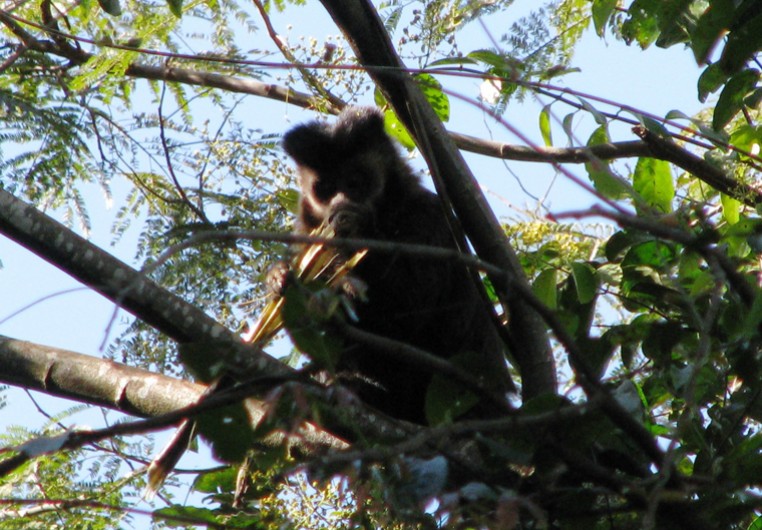 Arquivo:Macaco prego.jpg - WikiParques