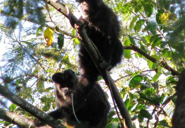 Pesquisa detalha comportamento e alimentação dos macacos-prego que vivem no  Bosque dos Macacos — Universidade Federal da Integração Latino-Americana