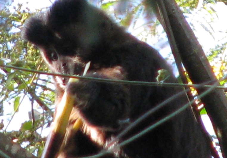 Arquivo:Macaco prego.jpg - WikiParques