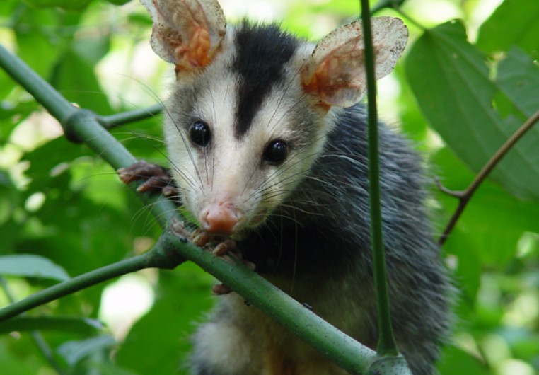White-eared opossum - Biodiversity