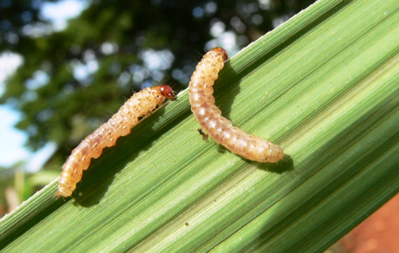 Targeted biological control